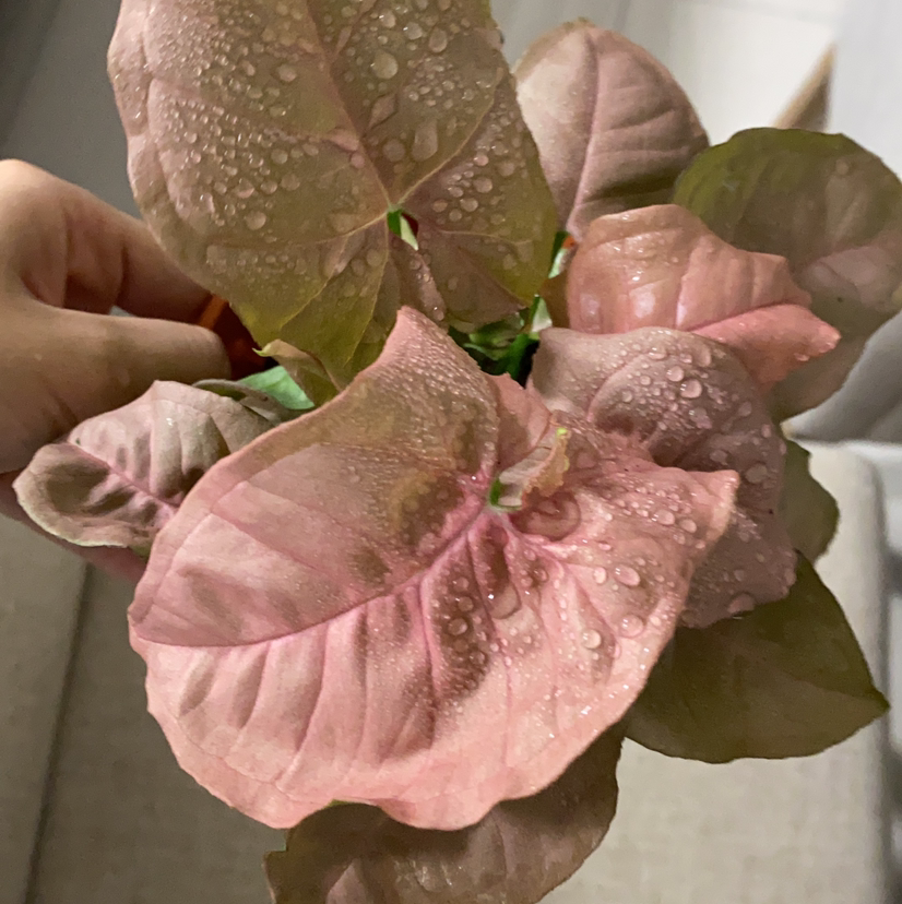 Photo of the plant species Pink Syngonium by @hunnlahh named Pinky on Greg, the plant care app