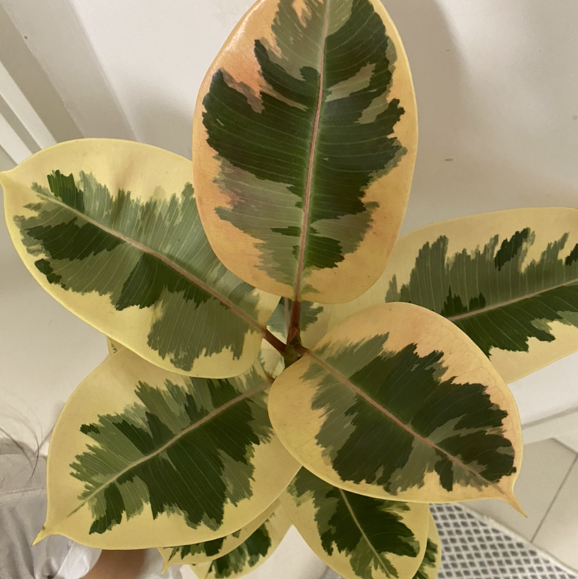 Rubber Plant plant photo by @hunnlahh named Tineke on Greg, the plant care app.