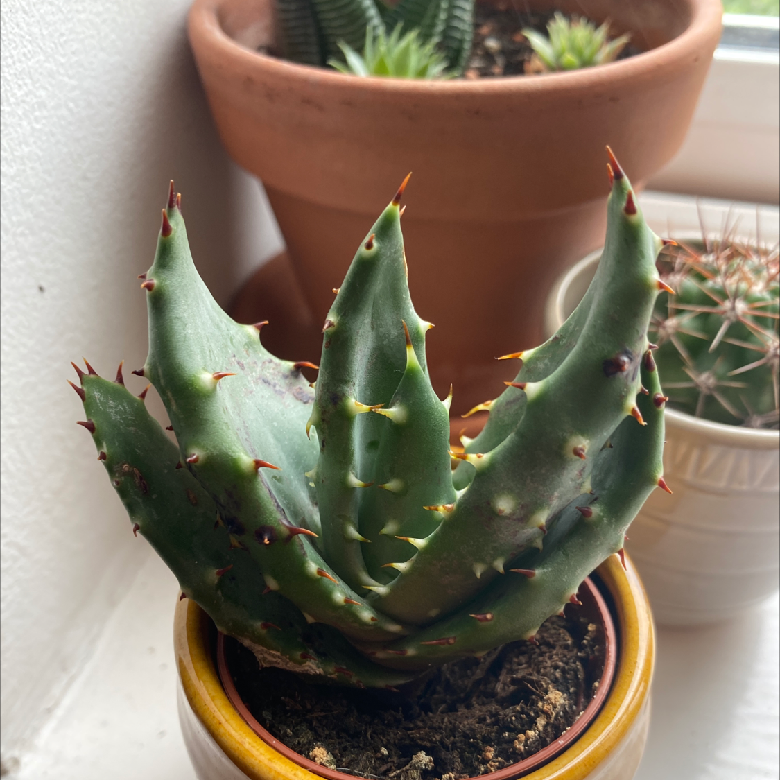 Cape Aloe plant in a small pot with visible black spots on leaves, other potted plants in background.