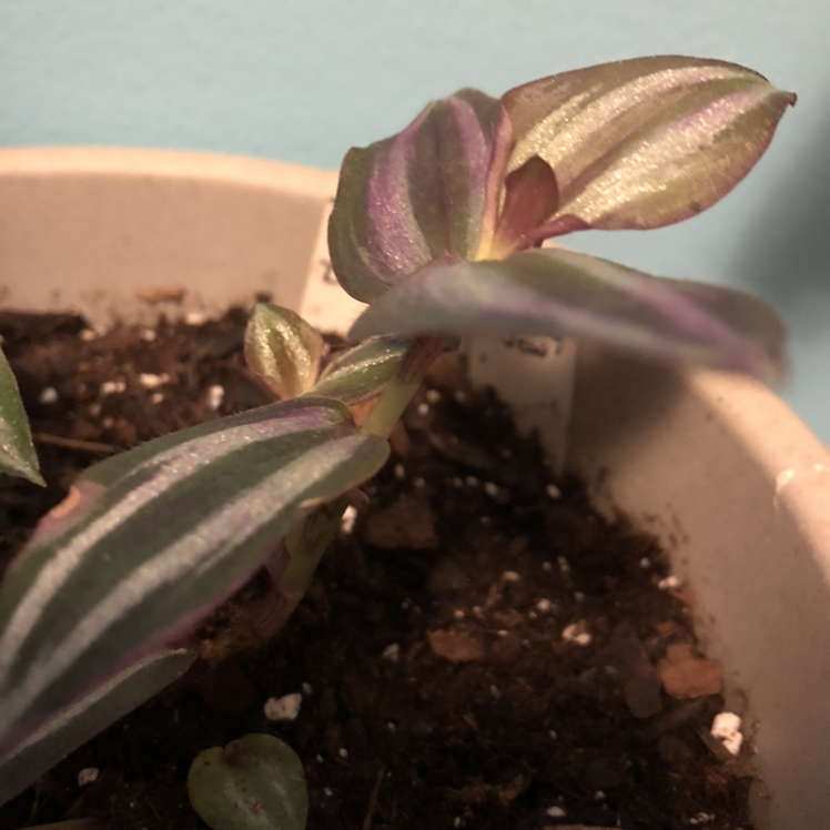 Spiderwort plant photo by @Obot named Queen on Greg, the plant care app.