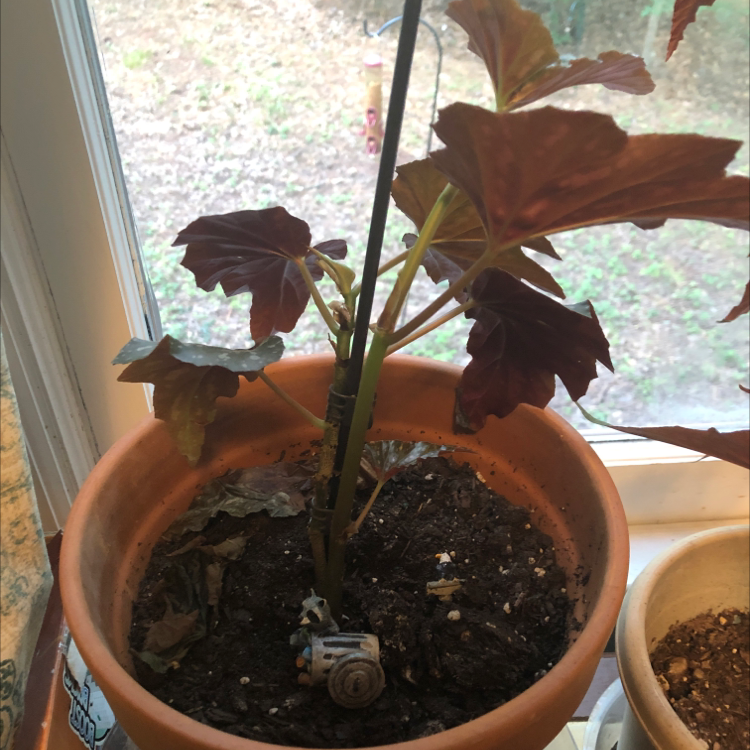 Polka Dot Begonia plant photo by @Obot named Zeus on Greg, the plant care app.