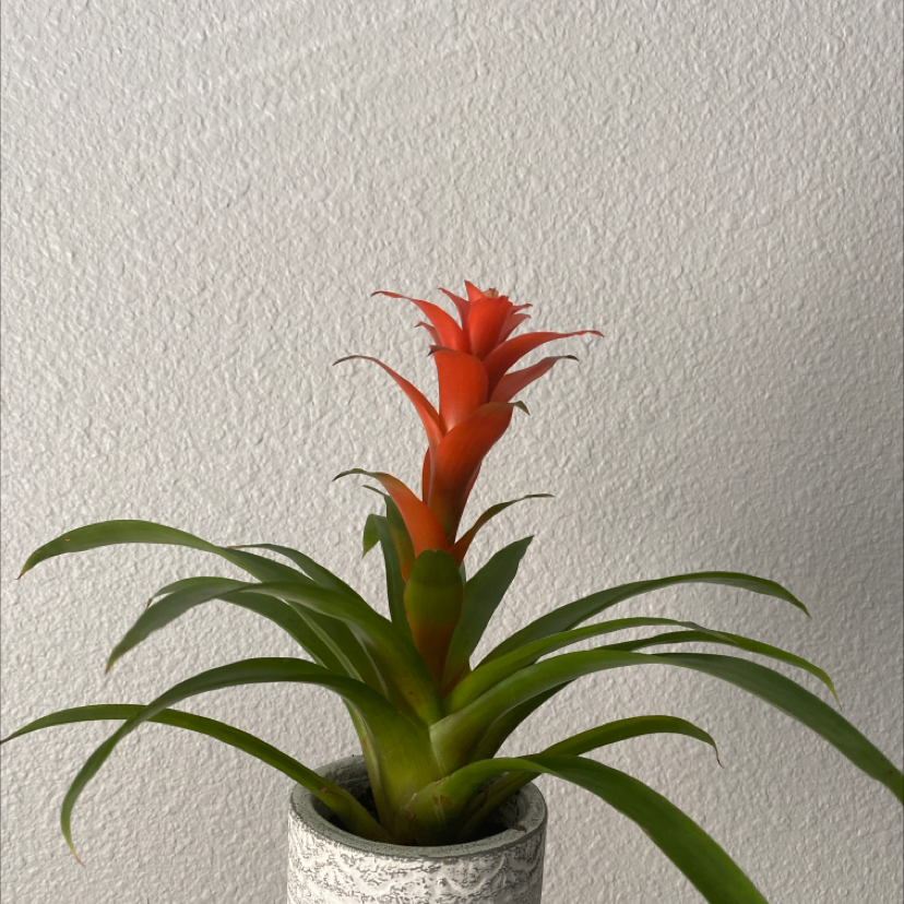 Bromeliad plant in a decorative pot with vibrant green leaves and a bright red flower.