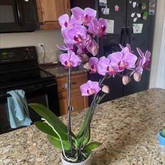Phalaenopsis Orchid plant in Rexburg, Idaho
