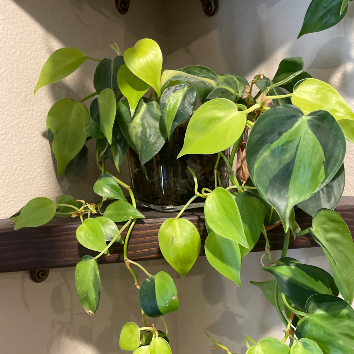 Philodendron Scandens plant photo by @Quinnracer200 named Philodendron Brazil on Greg, the plant care app.