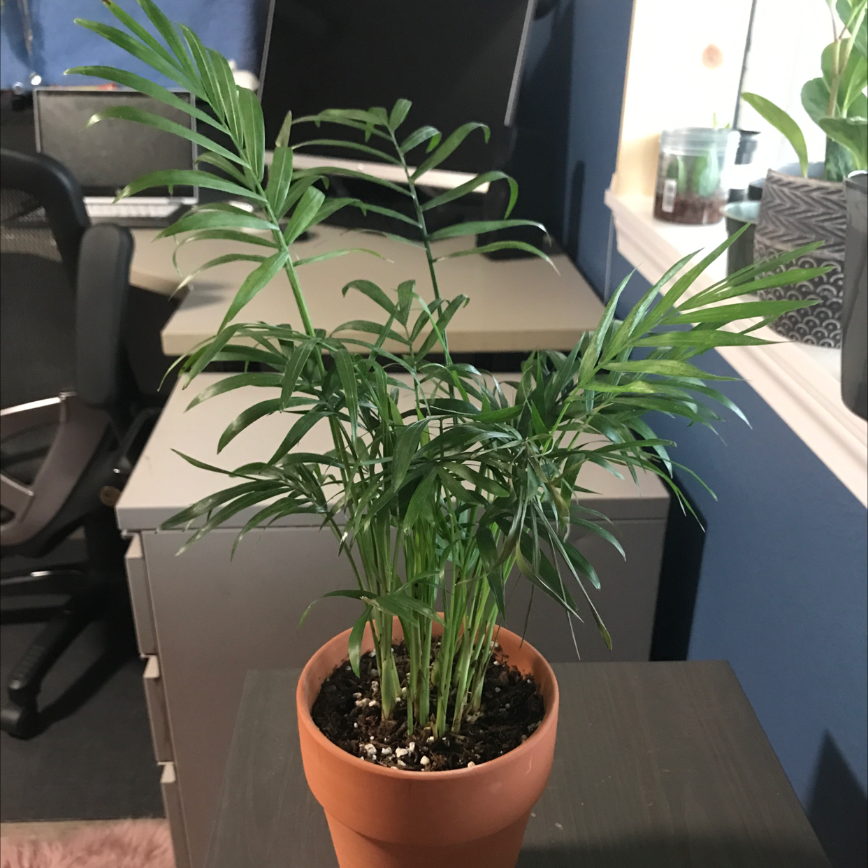Parlour Palm plant photo by @dloslund named Palm on Greg, the plant care app.