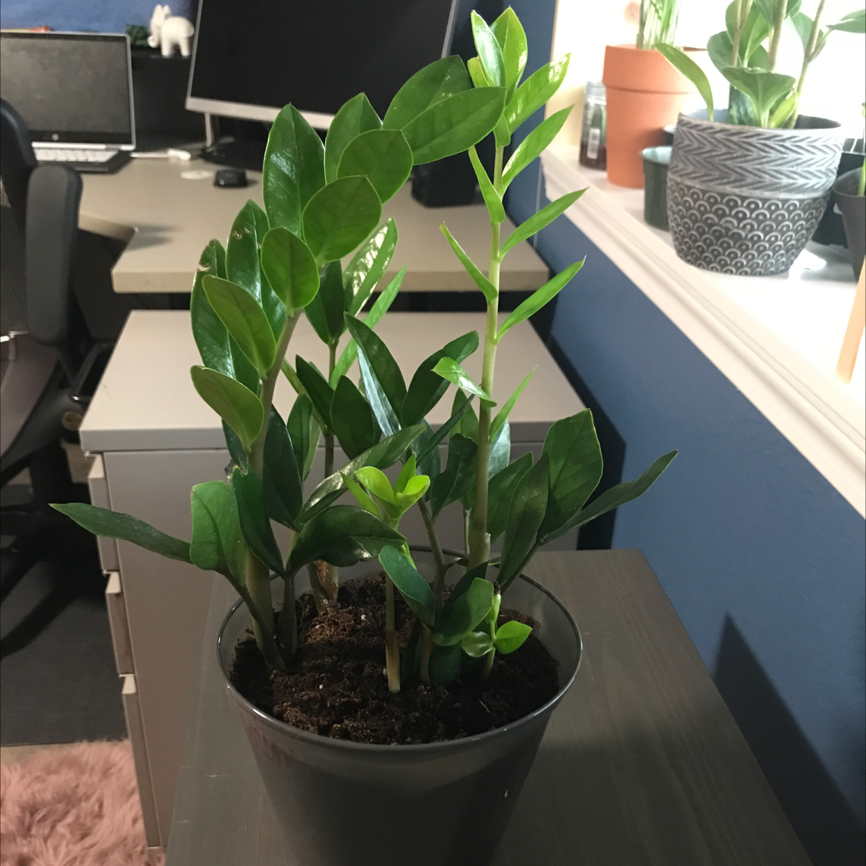 Zamioculcas Zamiifolia plant photo by @dloslund named ZZ on Greg, the plant care app.