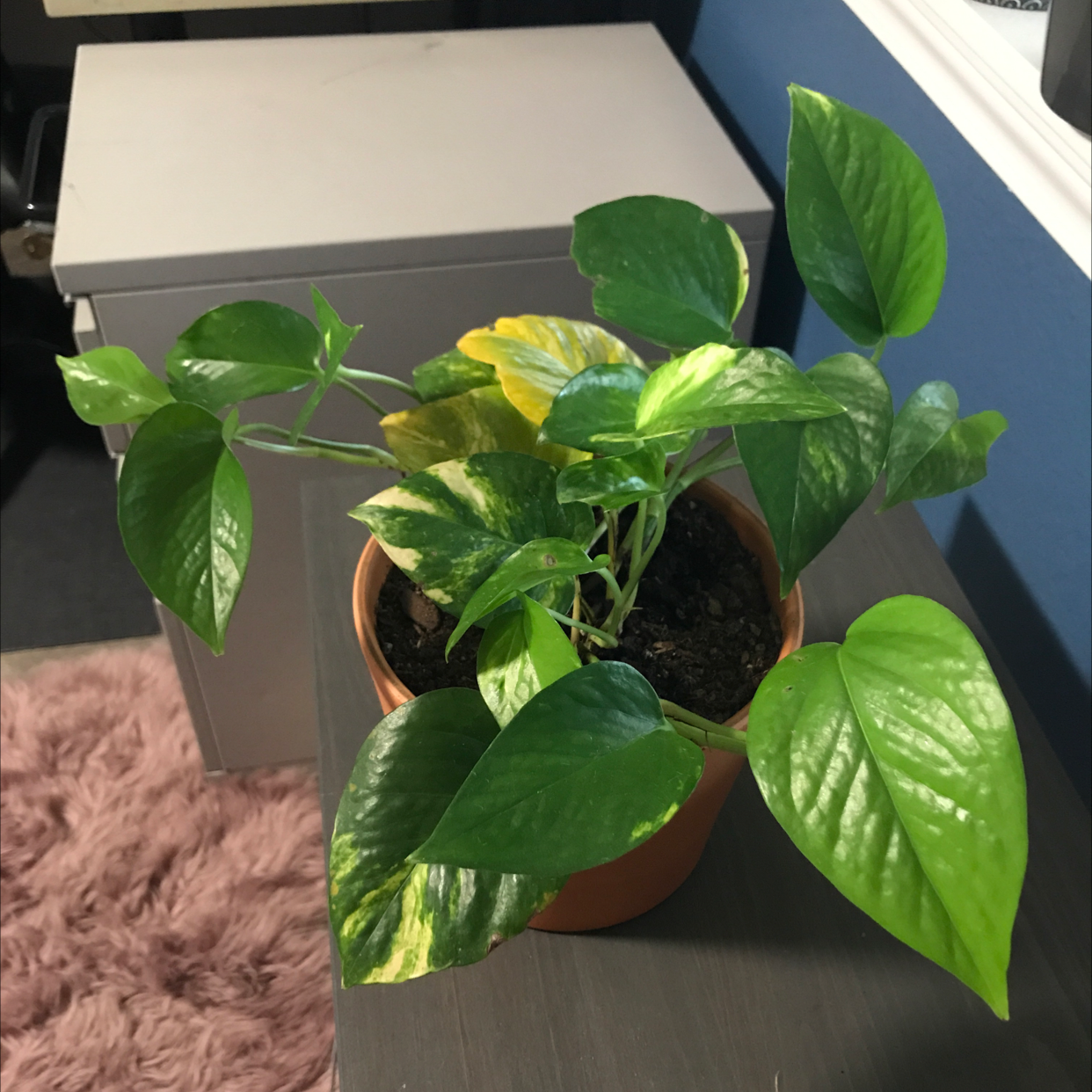 Jade Pothos plant photo by @dloslund named Pothos on Greg, the plant care app.