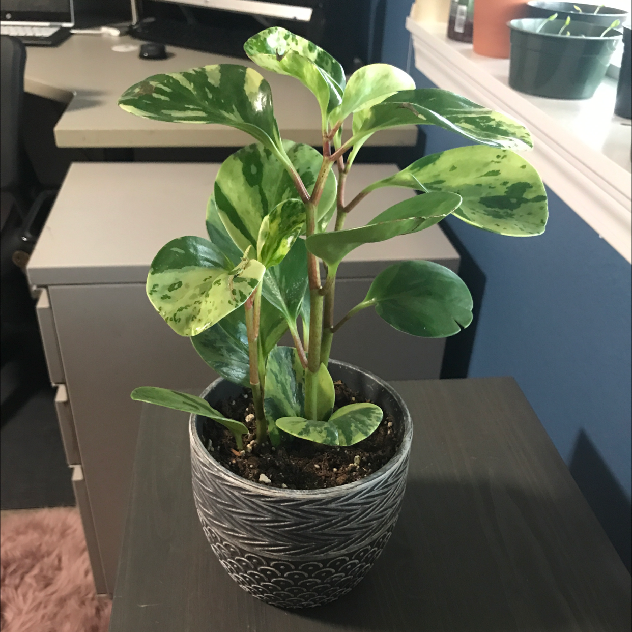 Baby Rubber Plant plant photo by @dloslund named Peperomia on Greg, the plant care app.