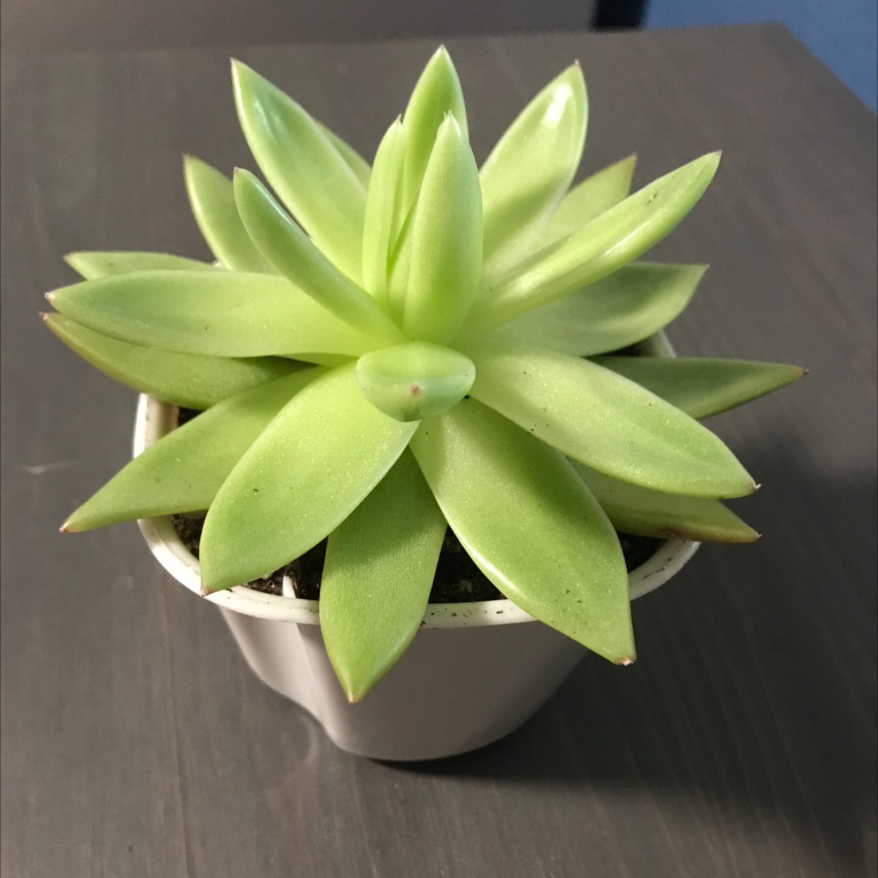 Photo of the plant species Echeveria tolimanensis by @dloslund named Succulent on Greg, the plant care app