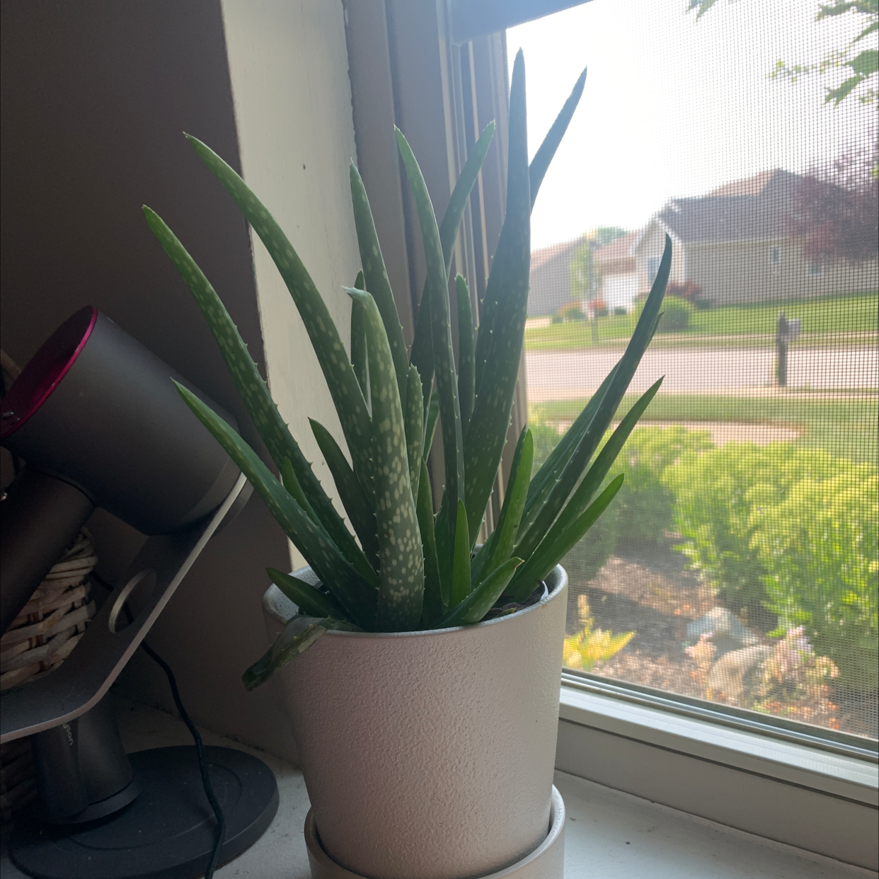 Aloe vera plant photo by Sophie named Vera on Greg, the plant care app.