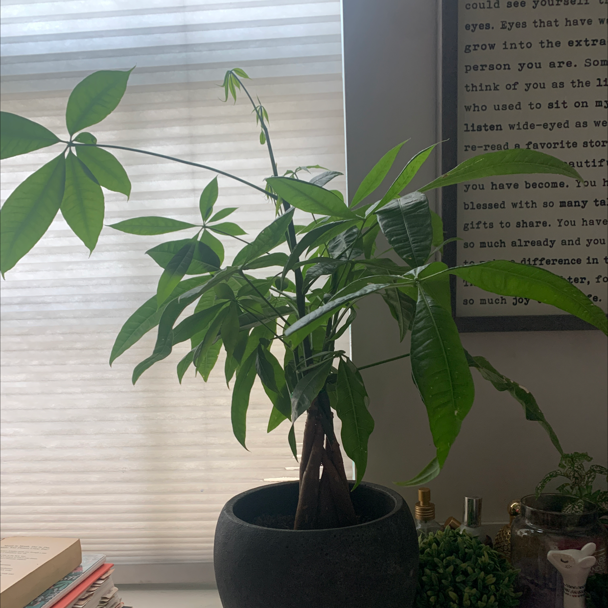 Money Tree plant photo by Sophie named Shelby on Greg, the plant care app.