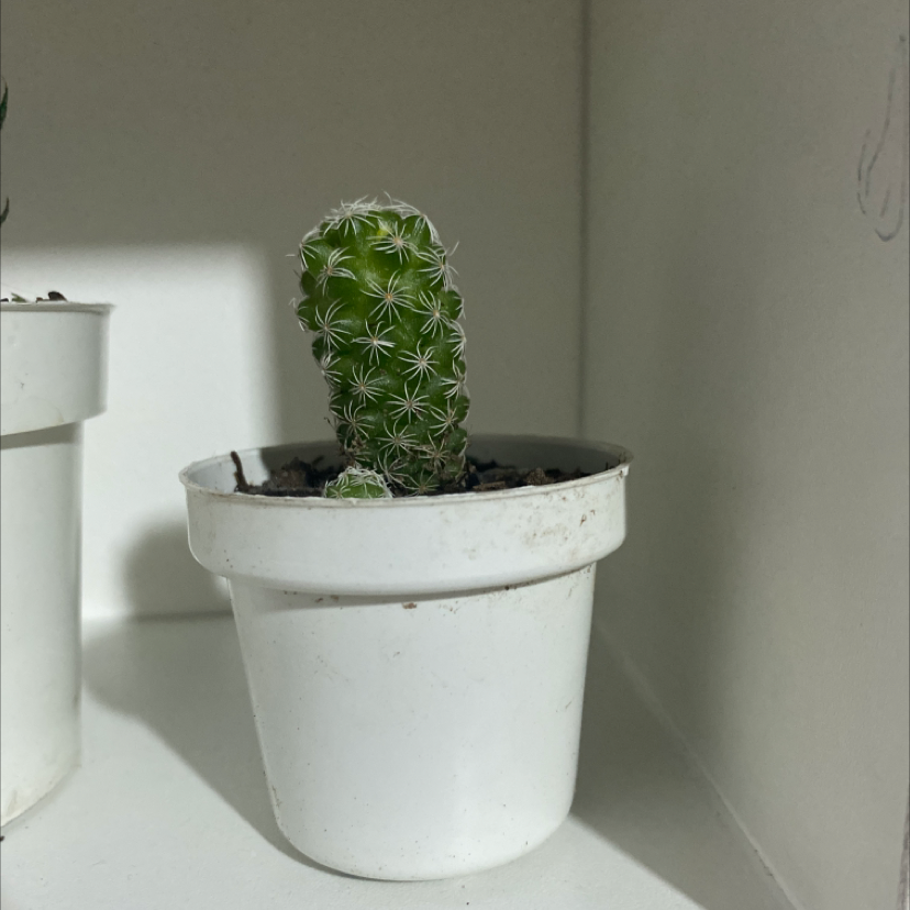 A healthy Pincushion Cactus in a white pot, well-centered and in focus.