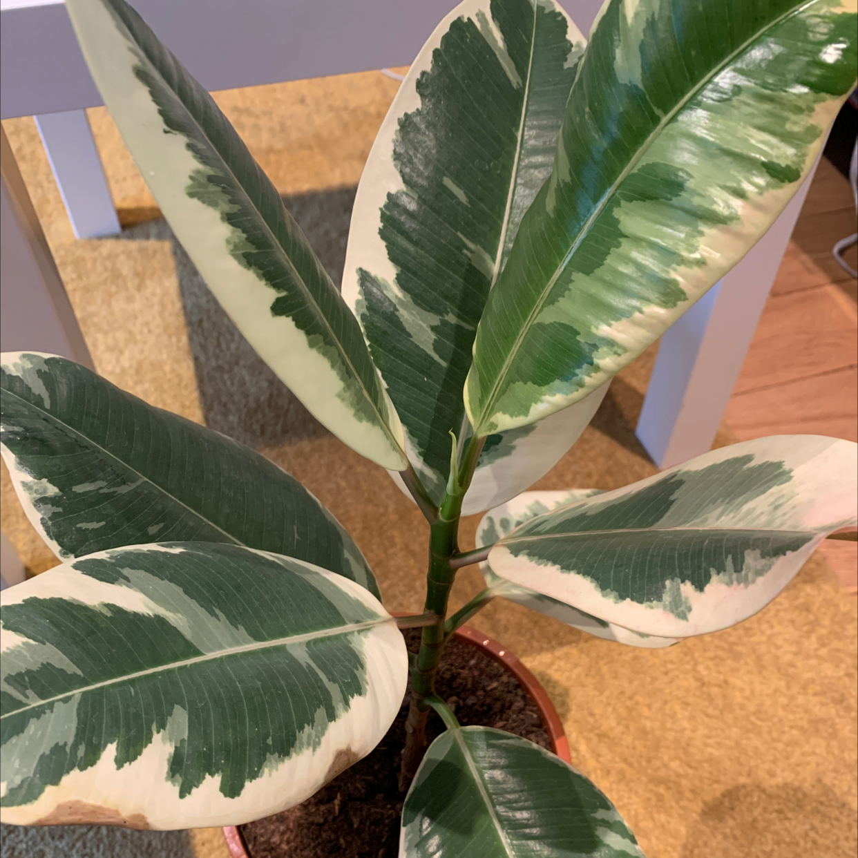 Rubber Plant plant photo by @alexcollectsplants named Erica on Greg, the plant care app.