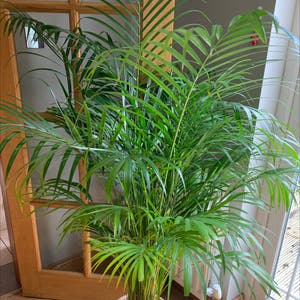 Kentia Palm plant photo by @alexcollectsplants named Percy on Greg, the plant care app.
