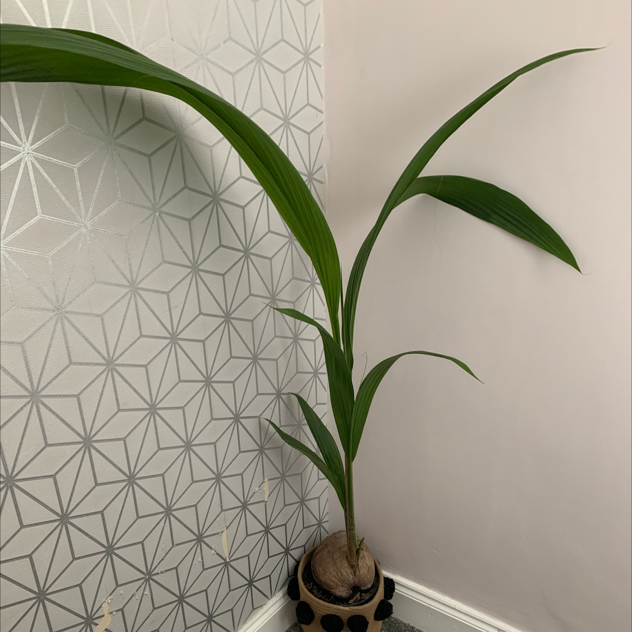 Coconut plant photo by @alexcollectsplants named Coco on Greg, the plant care app.