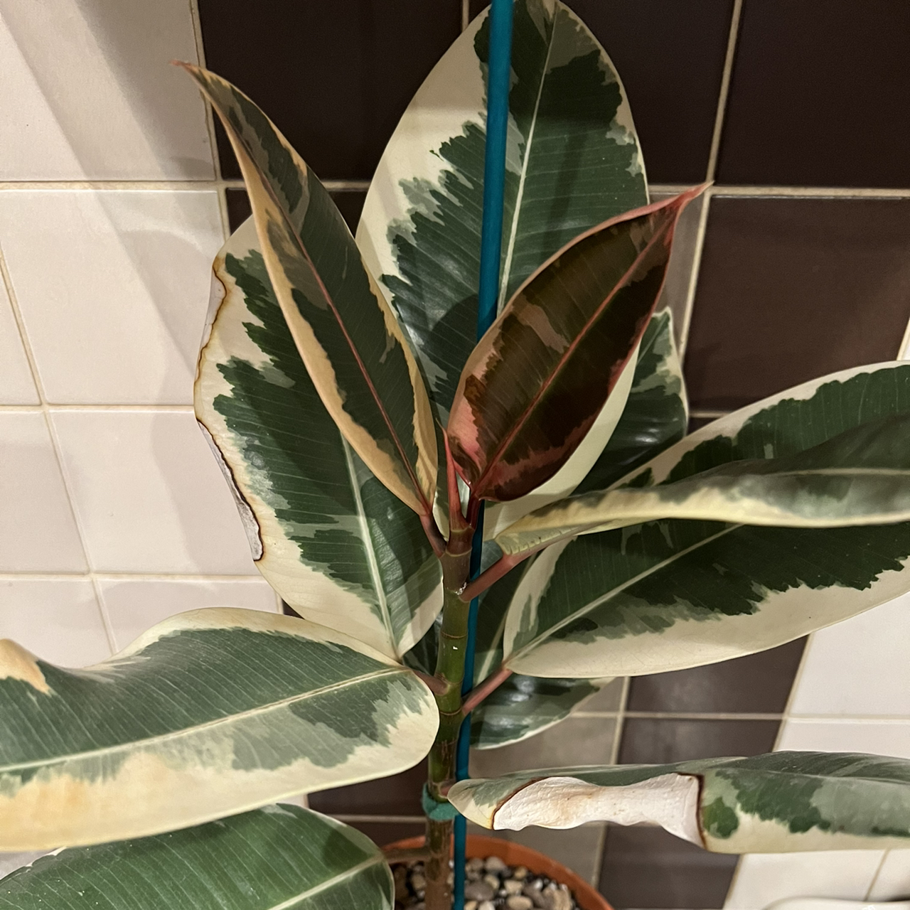 Variegated Rubber Tree plant photo by @alexcollectsplants named Erica on Greg, the plant care app.