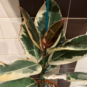 Variegated Rubber Tree plant photo by Alexcollectsplants named Erica on Greg, the plant care app.