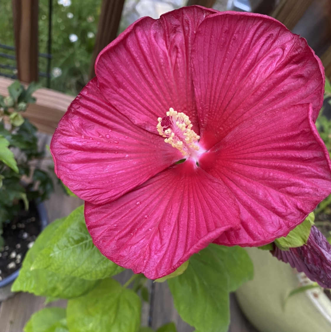 Crimsoneyed Rosemallow with a large red flower and healthy green leaves.
