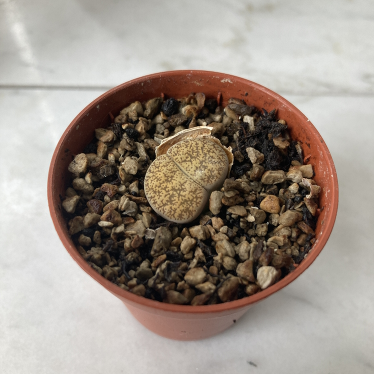 A healthy Rubra Lithops plant in a small pot with rocky soil.