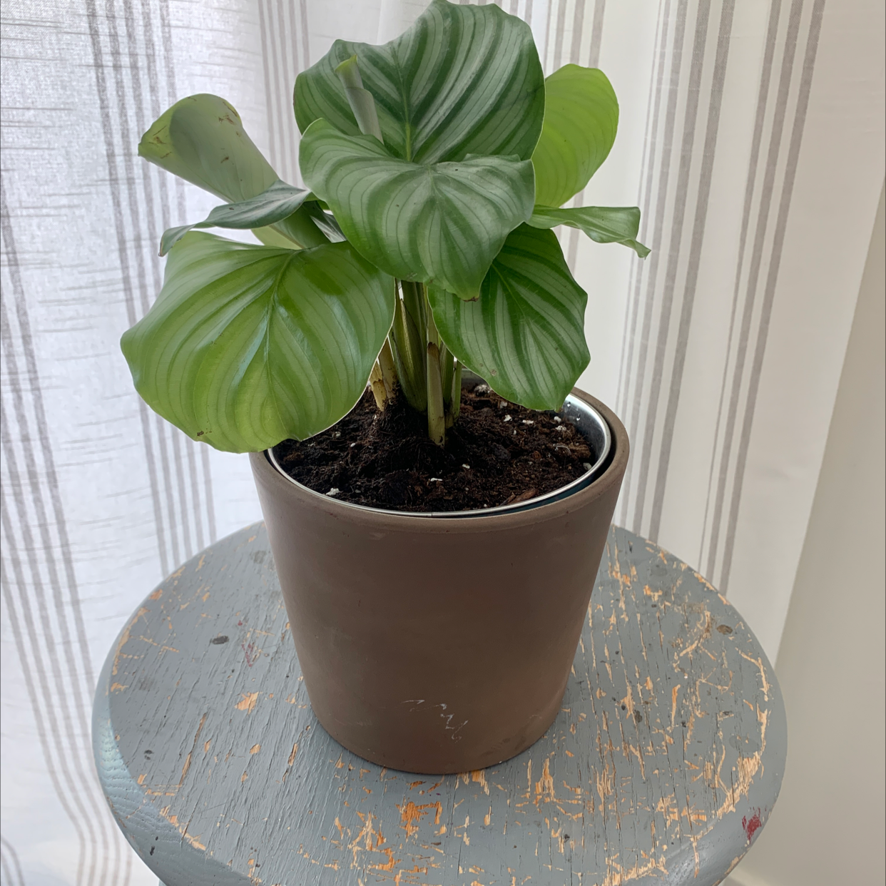 Calathea Orbifolia plant in a pot on a small table with healthy green leaves.