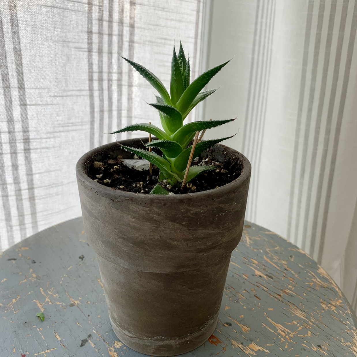 A healthy Lace Aloe plant in a pot on a table.
