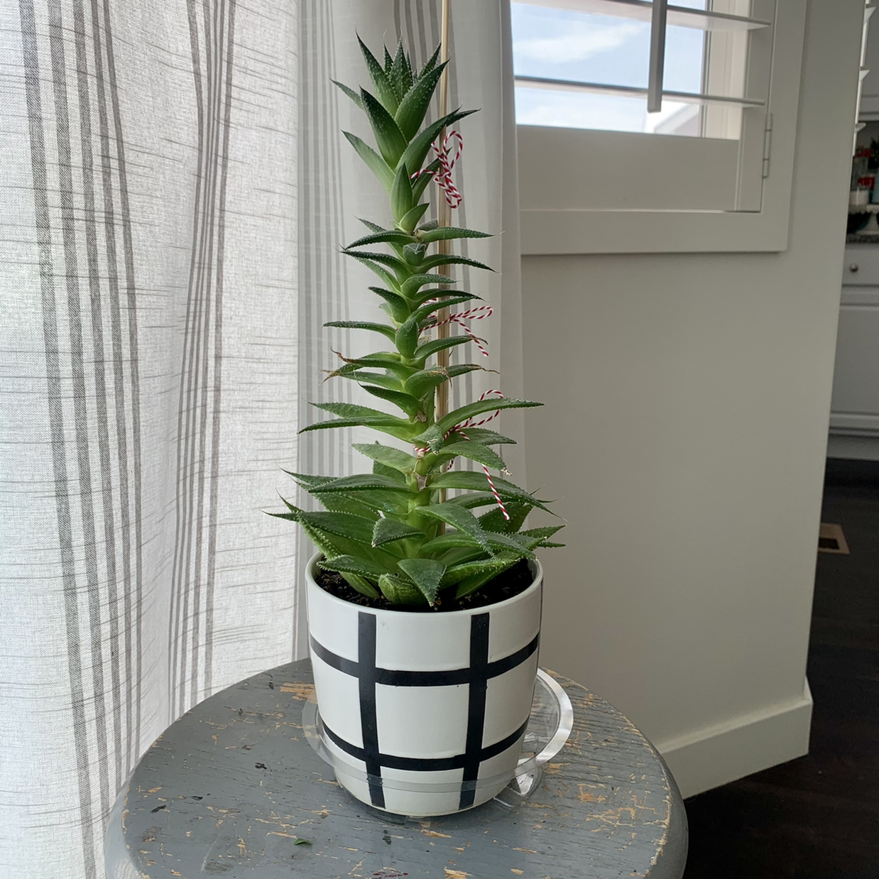Photo of the plant species Aloe Aristata by @jendicou named Piña on Greg, the plant care app