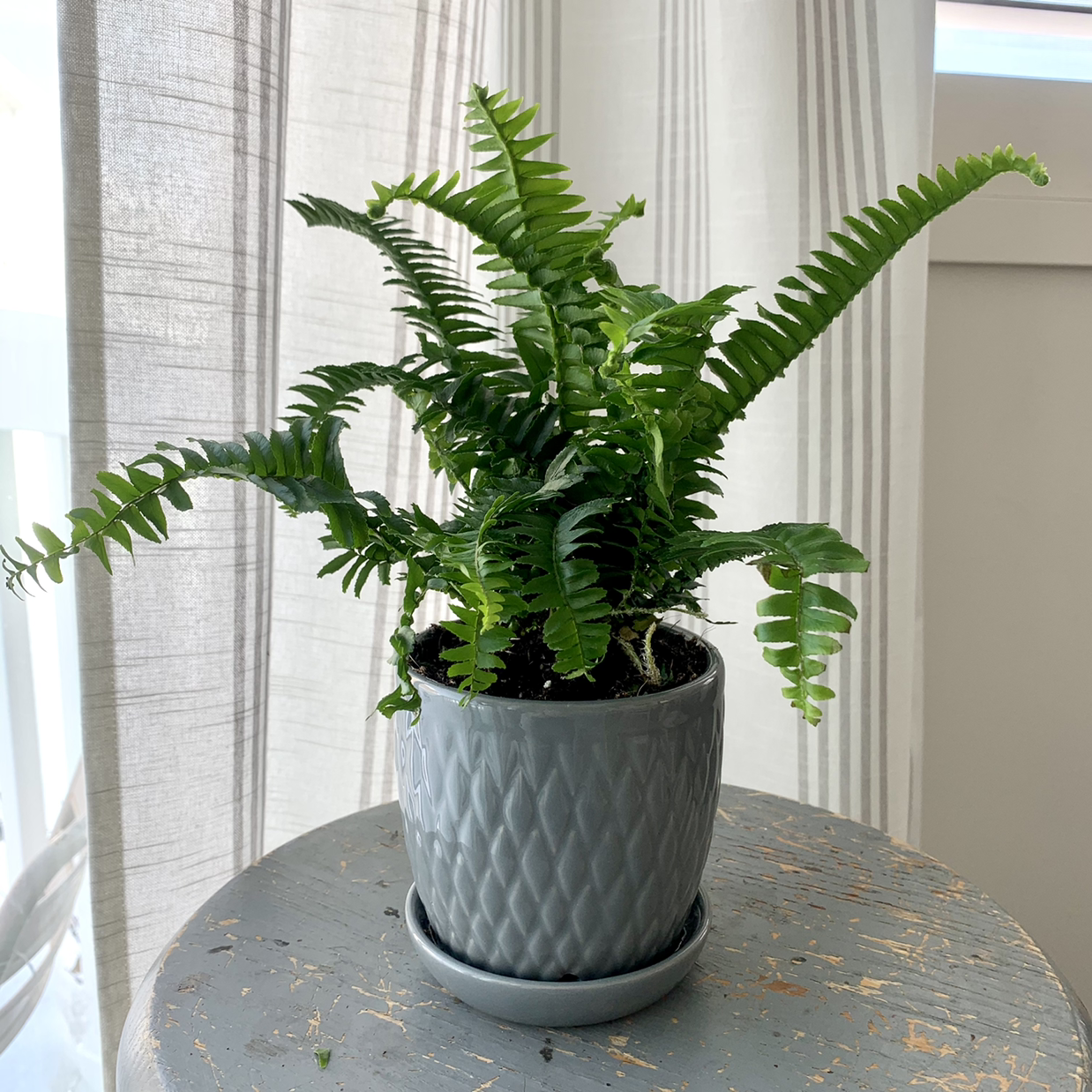 Photo of the plant species Boston Fern by @jendicou named Fernie on Greg, the plant care app