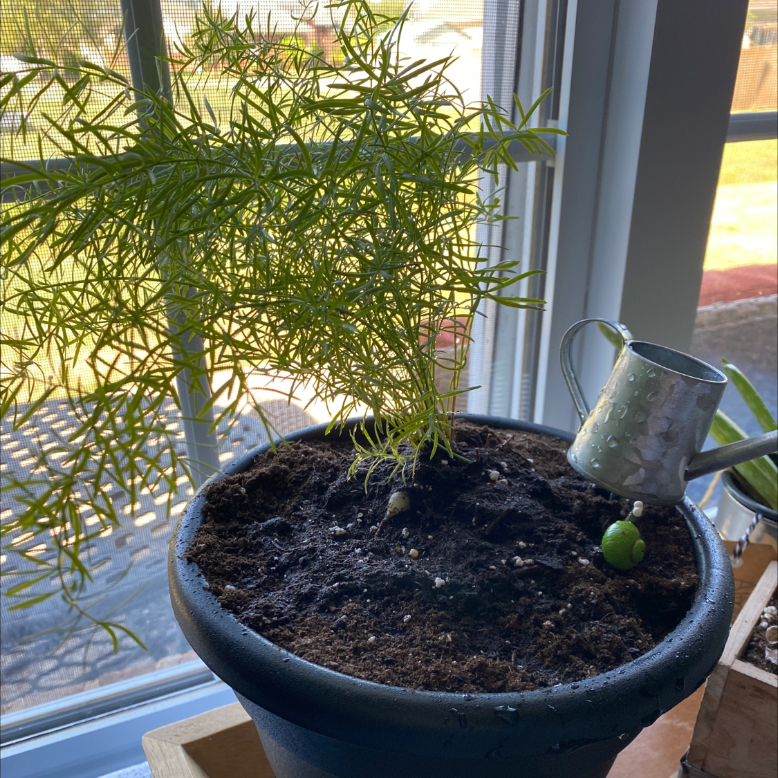 Photo of the plant species Sprenger's Asparagus by @Possibly_robot named Scythe on Greg, the plant care app