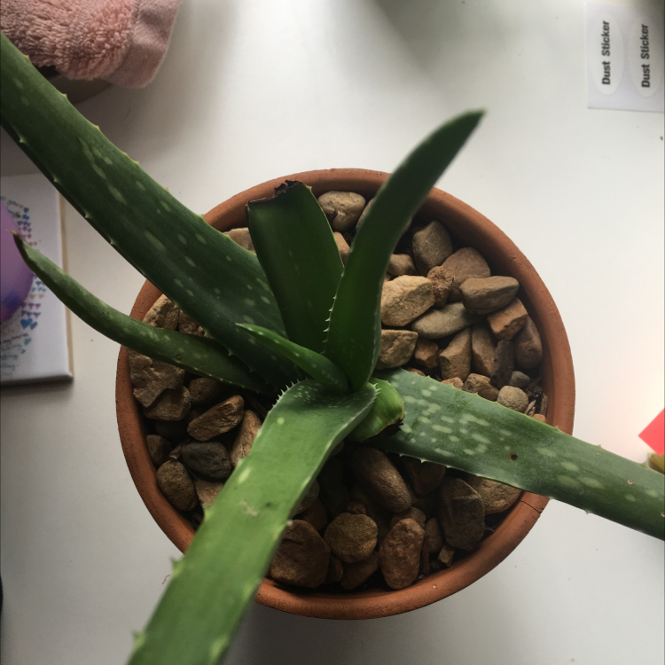 Aloe vera plant photo by Rishona named Aloe Vera Wang on Greg, the plant care app.