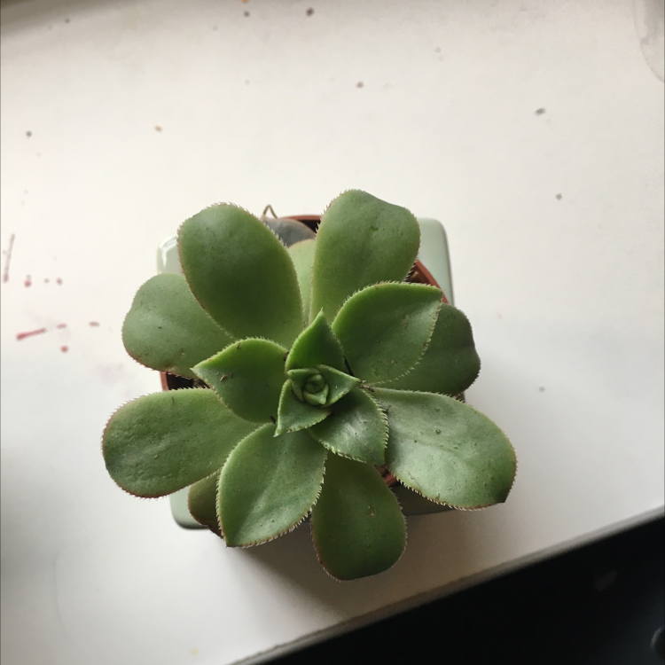 Haworth's Aeonium plant photo by Rishona named Aja on Greg, the plant care app.