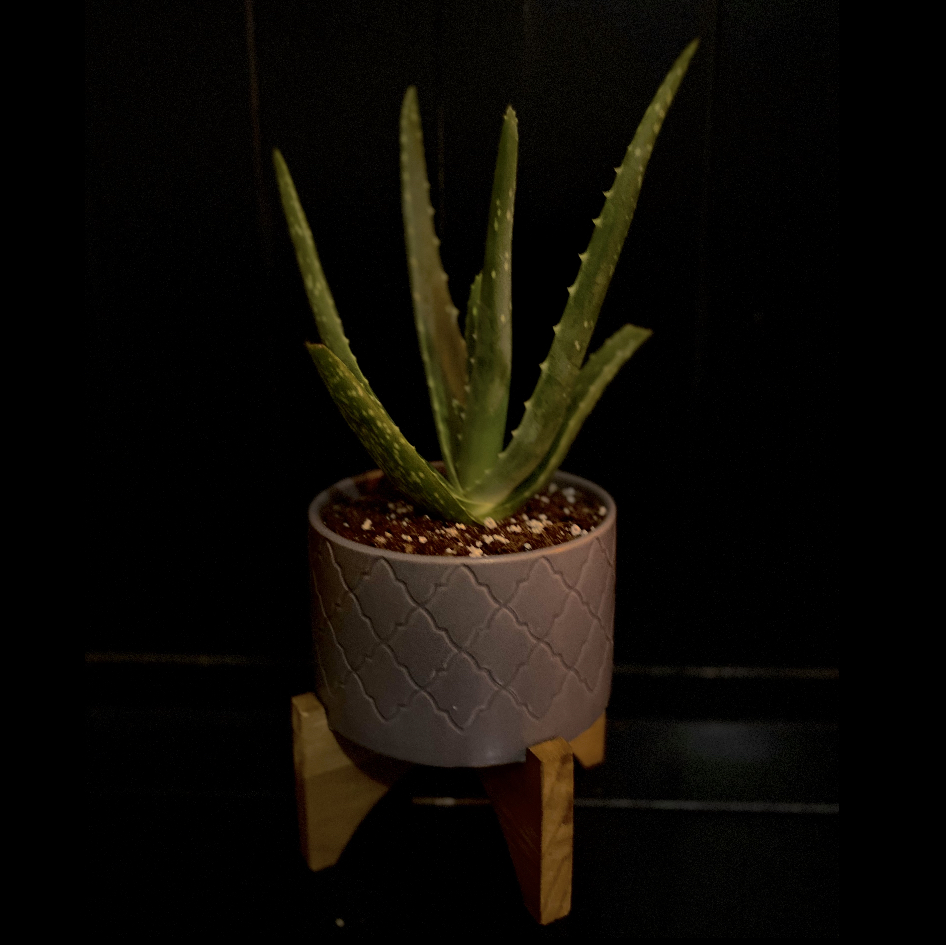 Aloe vera plant photo by @Al.orag17 named VeeVee ✨ on Greg, the plant care app.