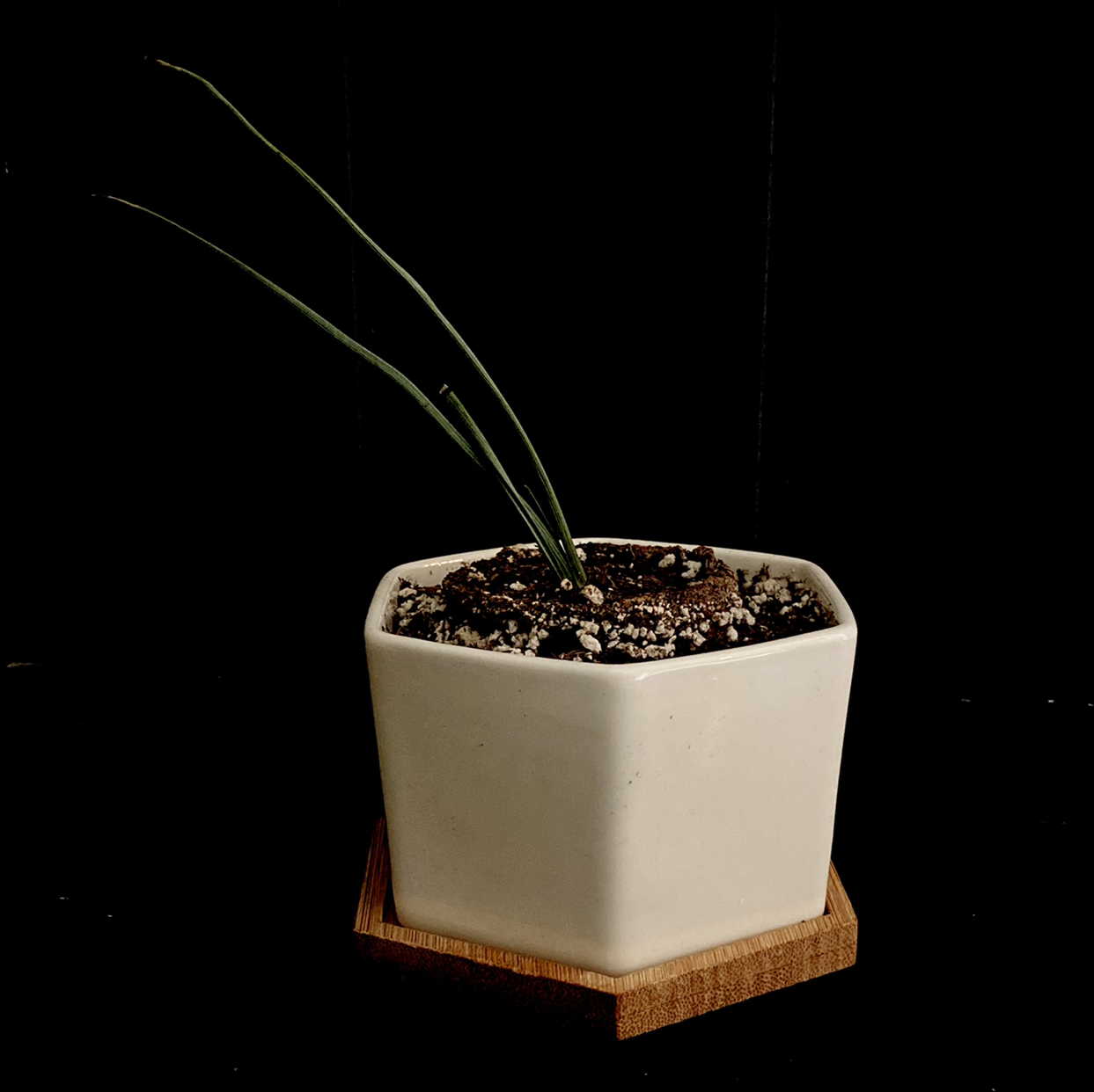Engelmann's false yucca plant photo by @Al.orag17 named Hesper 🪴 on Greg, the plant care app.