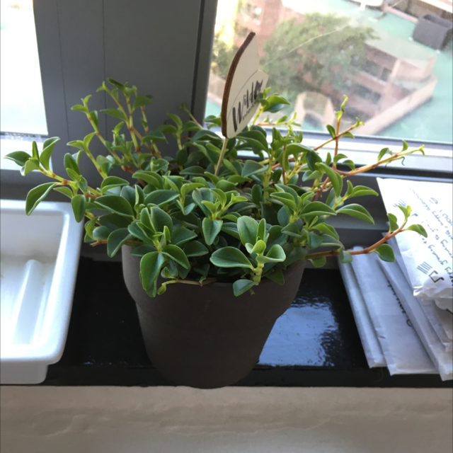 Baby Rubber Plant plant photo by @ocean_rages named Jay on Greg, the plant care app.