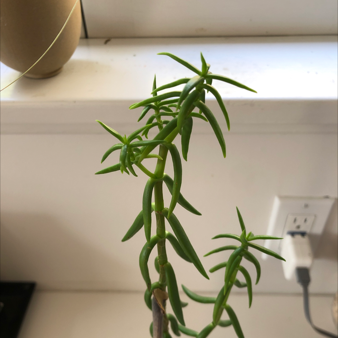 Pale Stonecrop succulent with elongated, pointed leaves on a window sill.