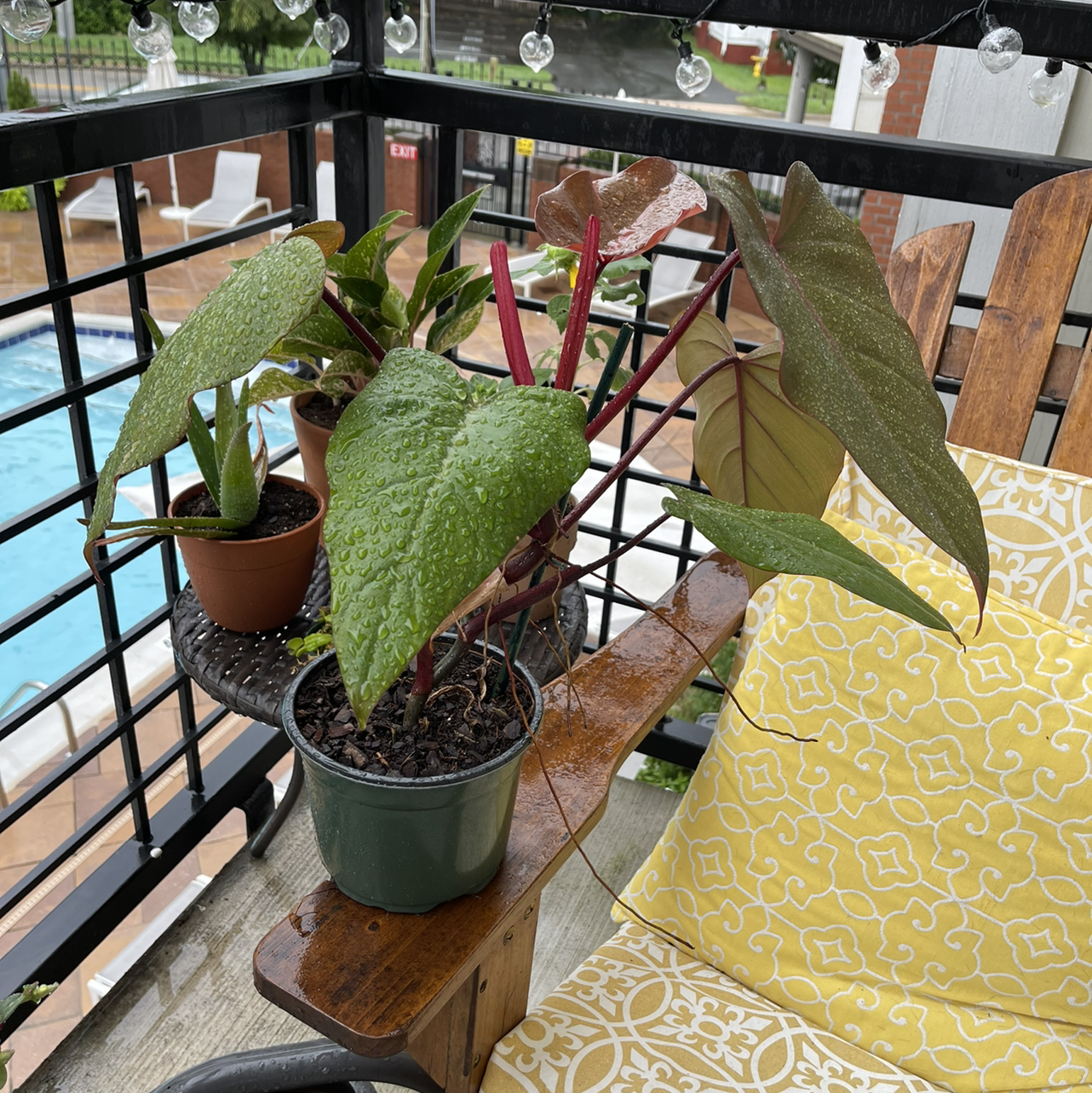 Philodendron Dark Lord plant with large, dark green leaves and red stems on a chair outdoors.