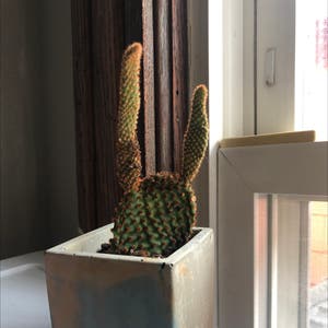 Bunny Ears Cactus plant photo by Tuliptalons named Thorn on Greg, the plant care app.