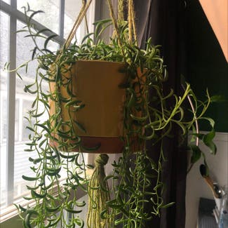 String of Bananas plant in Kenmore, New York