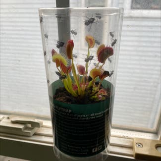 Venus Fly Trap plant in Kenmore, New York