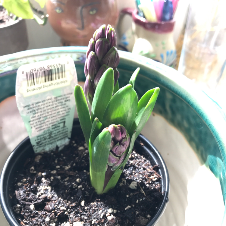 Potted Garden Hyacinth with healthy green leaves and emerging flower buds.