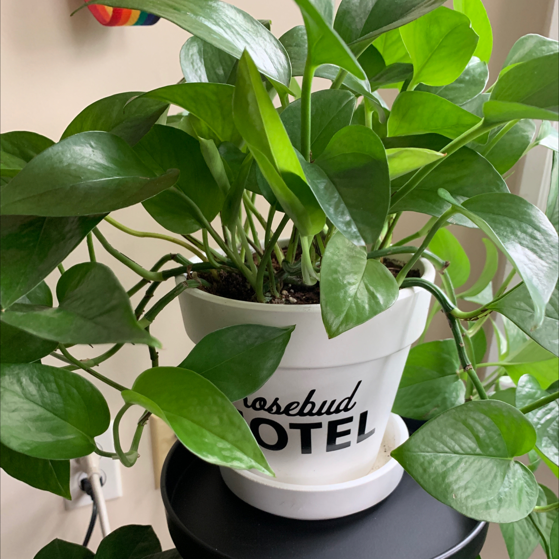 Photo of the plant species Jade Pothos by @siobhan named Vesper on Greg, the plant care app