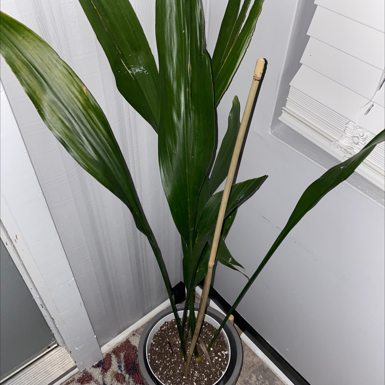 Cast Iron Plant with long, dark green leaves in a pot with visible soil and a bamboo stake.