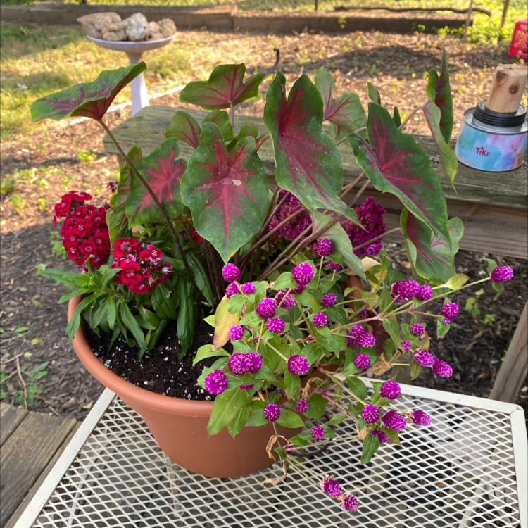 Potted Globe Amaranth with vibrant purple blooms and visible soil.