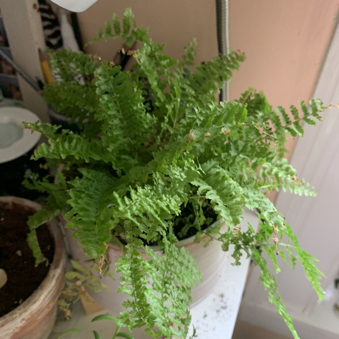 Boston Fern plant photo by @isb named Fern on Greg, the plant care app.