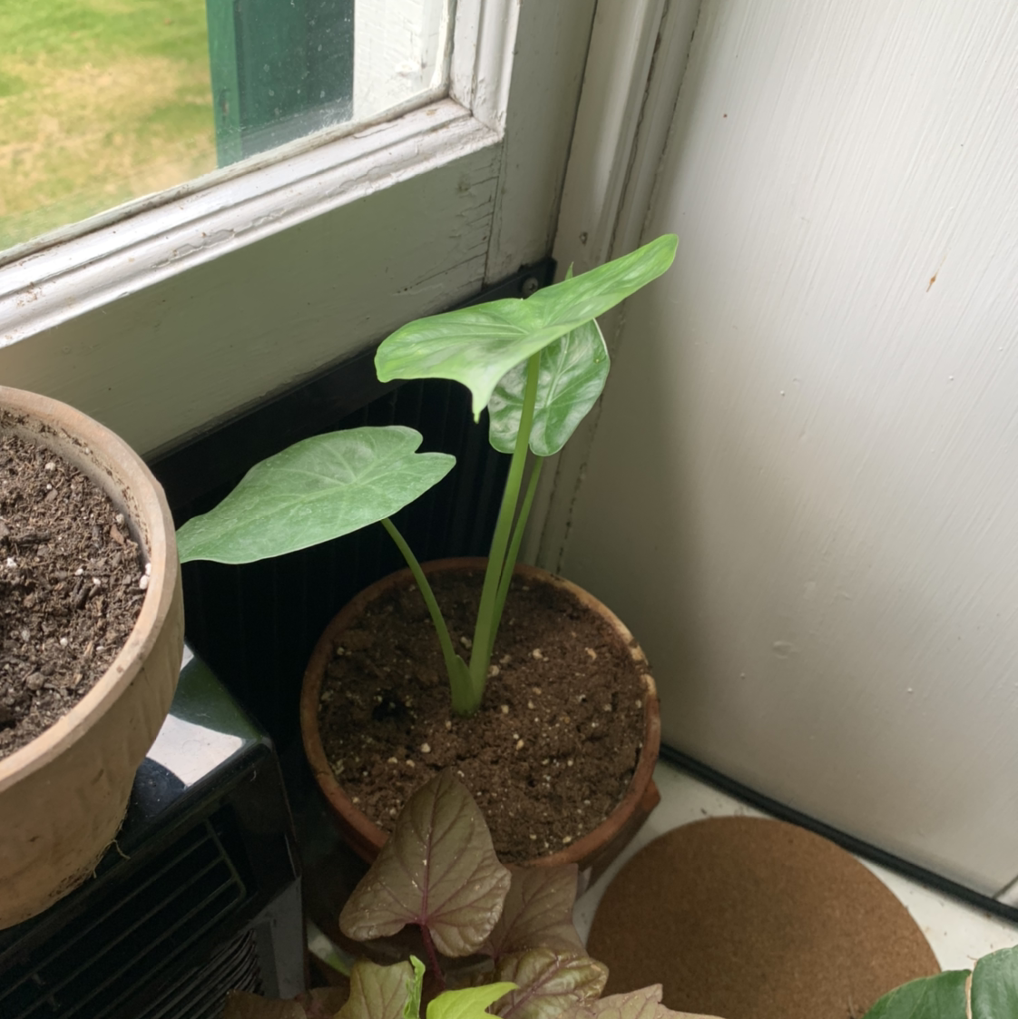 Photo of the plant species Calidora Elephant's Ear by @isb named Leonardo on Greg, the plant care app