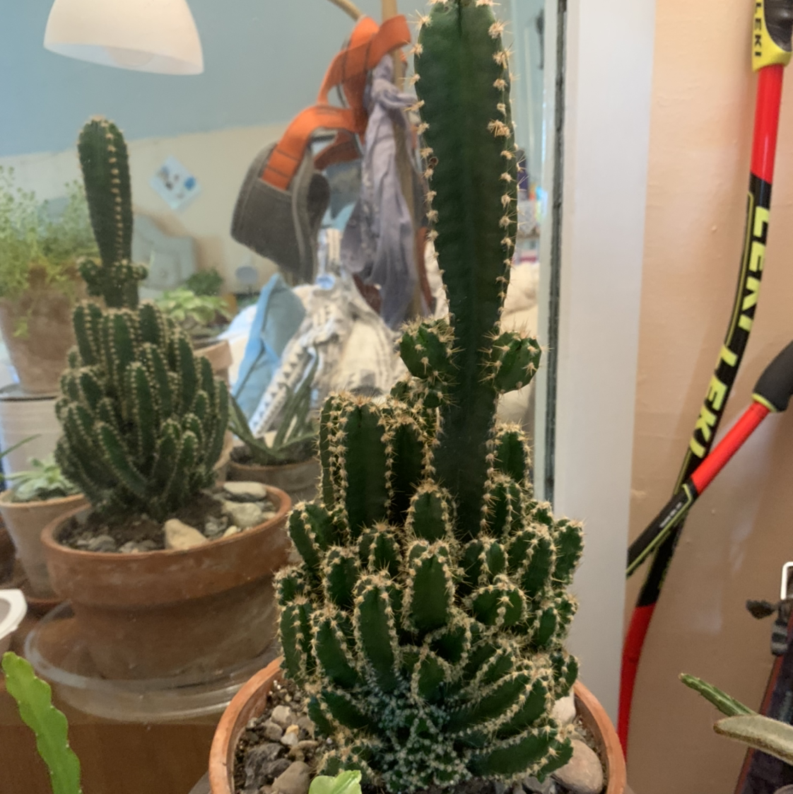 Fairy Castle Cactus plant photo by @isb named Fairy on Greg, the plant care app.