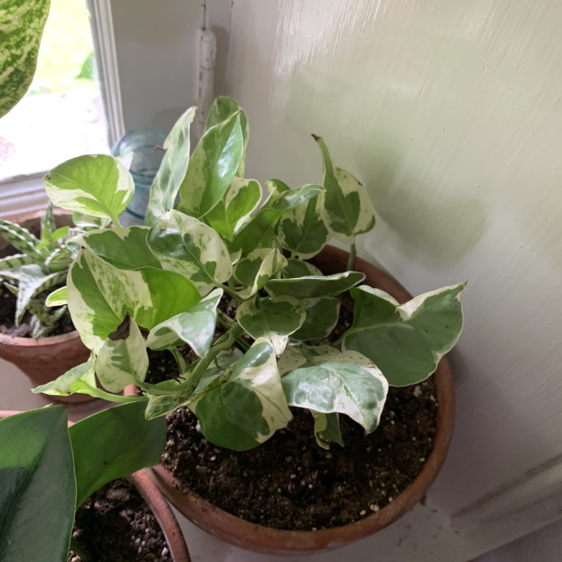 Photo of the plant species Glacier Pothos by @isb named Surya on Greg, the plant care app