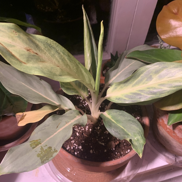 Photo of the plant species Aglaonema 'Silver Moon' by @isb named Nemo on Greg, the plant care app