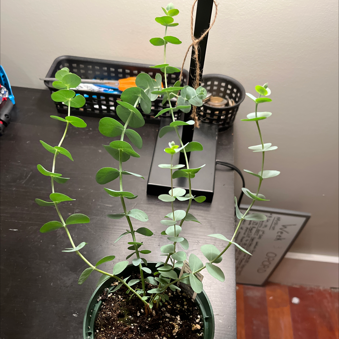 Healthy Silver Dollar Tree plant with bright green round leaves growing in a black plastic pot on a dark surface.