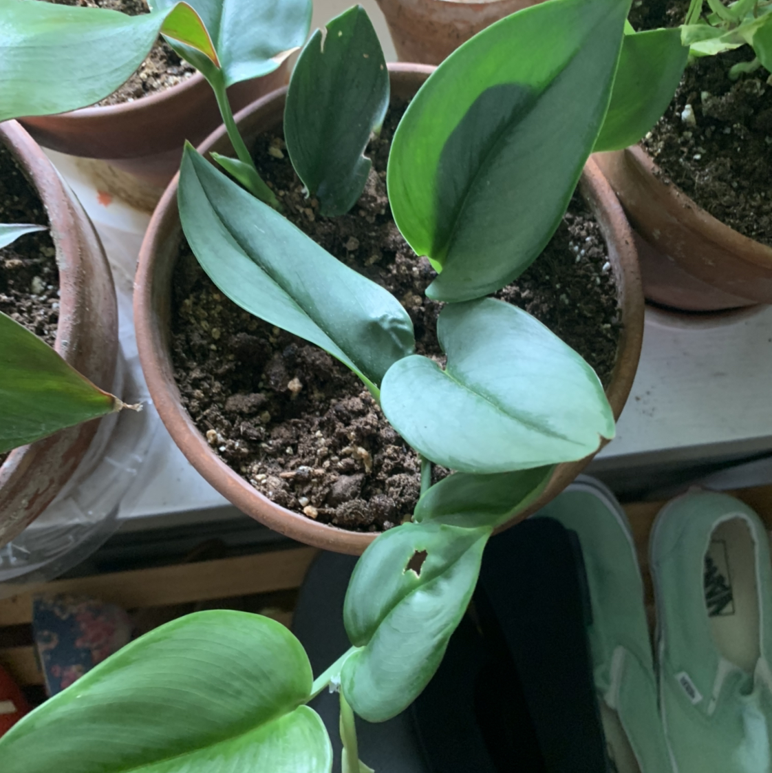 Photo of the plant species Scindapsus treubii 'Moonlight' by @isb named Sanders on Greg, the plant care app