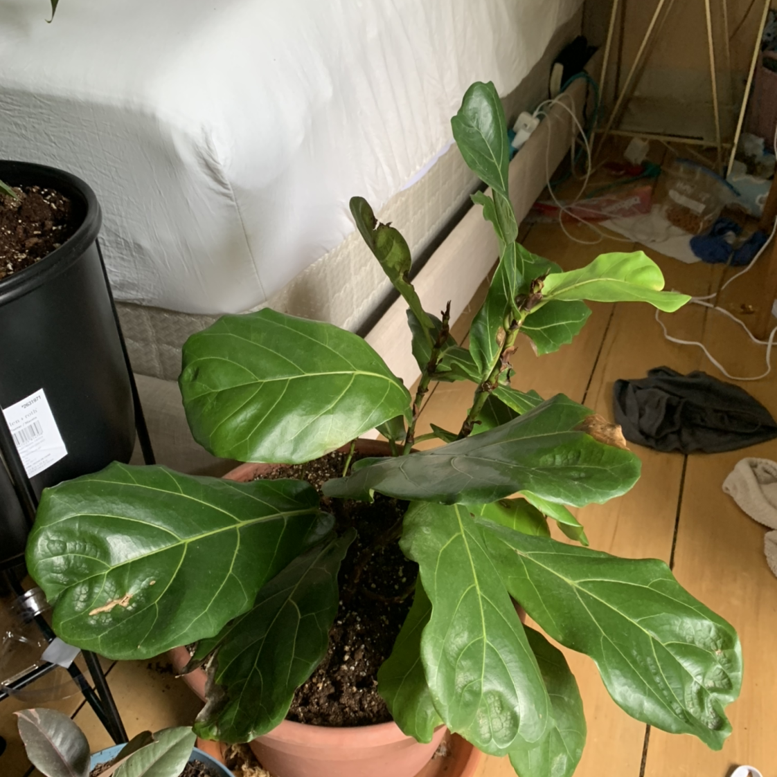 Fiddle Leaf Fig plant photo by @isb named Figgle on Greg, the plant care app.